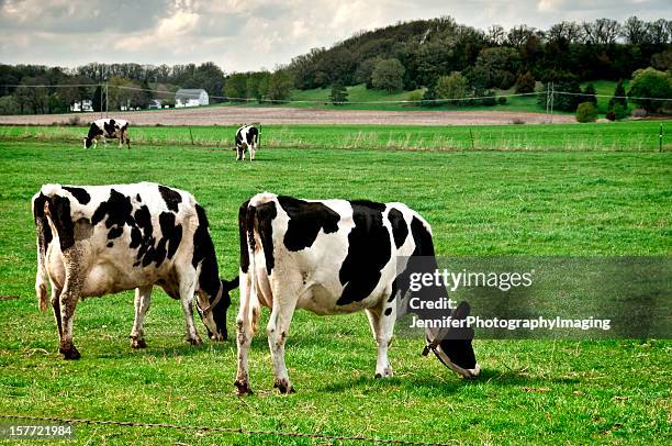 Wisconsin Ranch Cows 464 Wisconsin Cows Stock Photos, High-Res Pictures, and Images - Getty ...