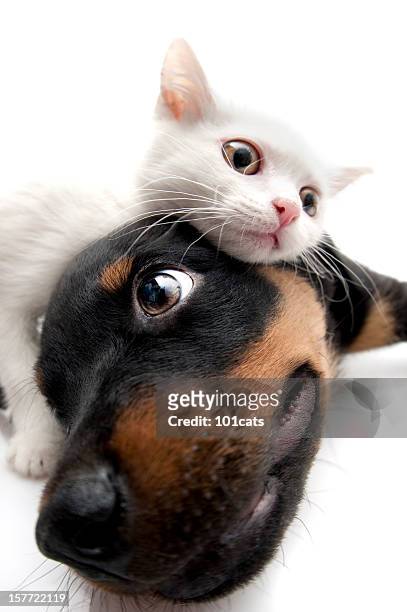 two buddies - cute puppies and kittens stock pictures, royalty-free photos & images