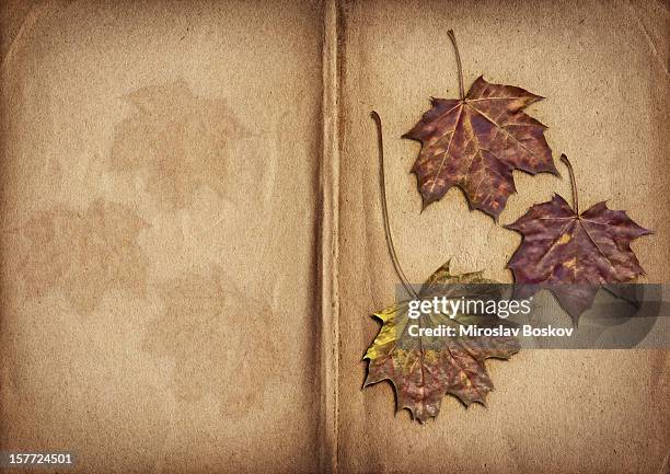 high resolution dry maple leaves on open herbarium pages - herbarium stock pictures, royalty-free photos & images