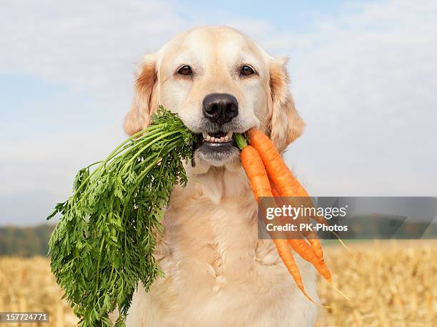 dog with vegetables - dog eating 個照片及圖片檔