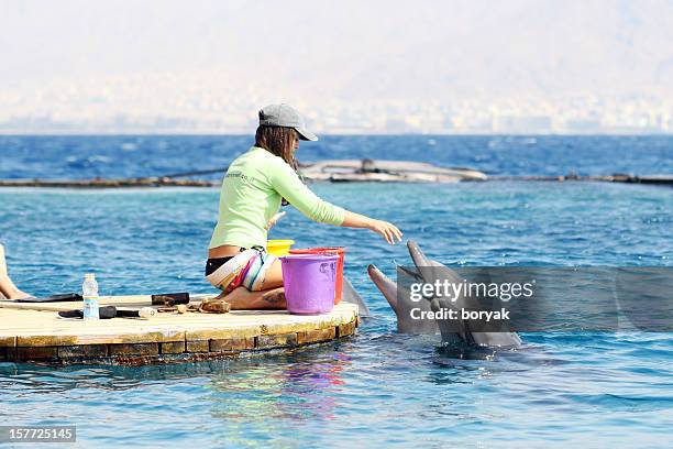 feeding dolphins, eilat, israel - eilat stock pictures, royalty-free photos & images
