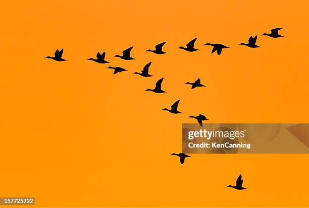 enten fliegen in v bildung bei sonnenaufgang - zugvögel stock-fotos und bilder