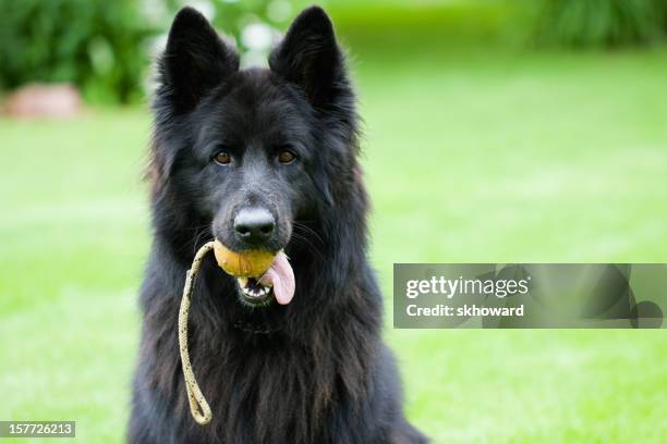 250 Long Haired German Shepherd Photos and Premium High Res Pictures - Getty Images 250 Long Haired German Shepherd Photos and Premium High Res Pictures - Getty Images