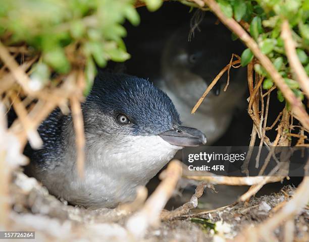 little penguin/fairy penguin (eudyptula minor) nesting in wildlife, australia (xxxl) - phillip island stockfoto's en -beelden