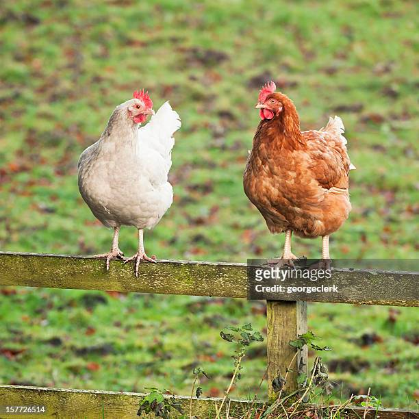 chatting chickens - two hens on a wooden fence - chickens in field stock pictures, royalty-free photos & images