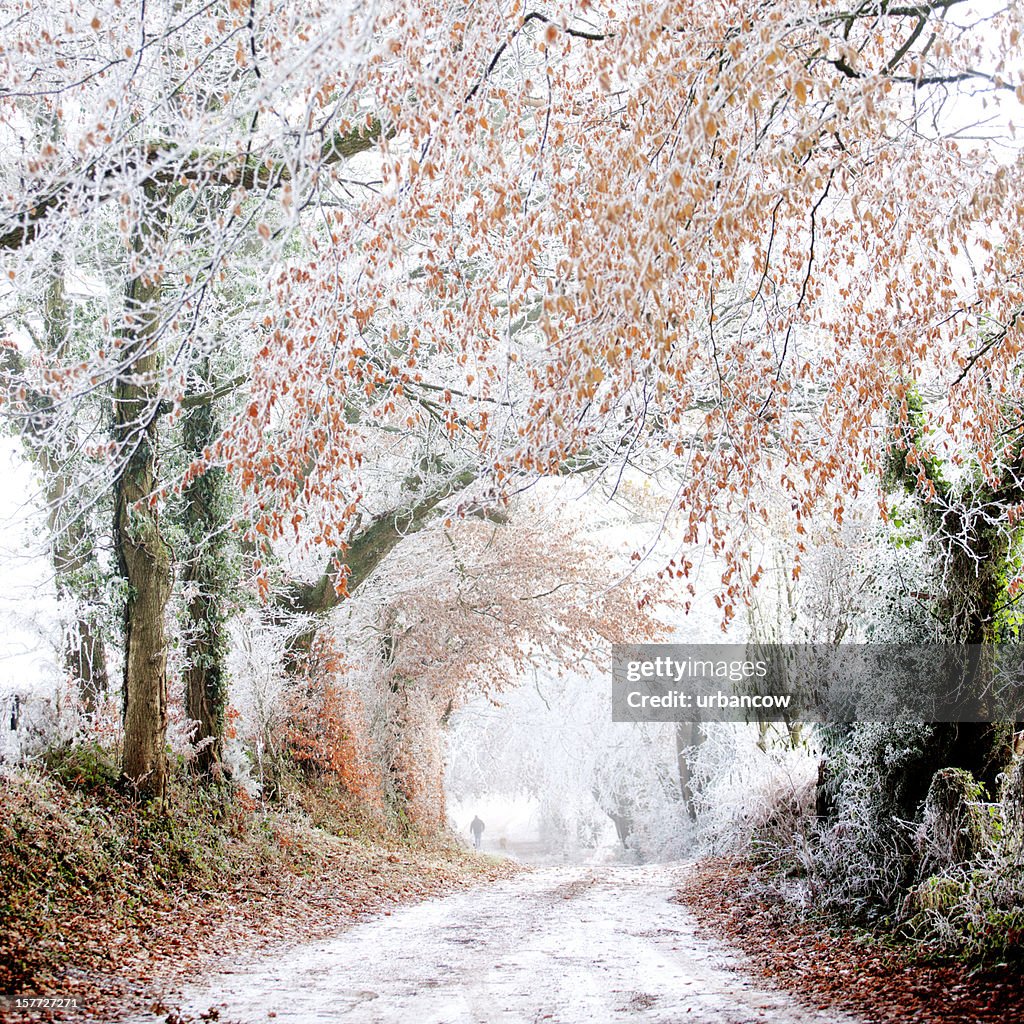 Rural winter scene
