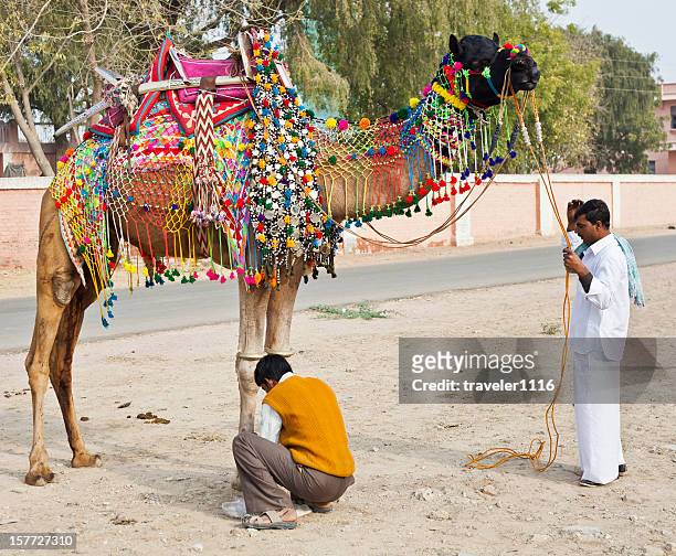 decorated camel - bikaner stock pictures, royalty-free photos & images