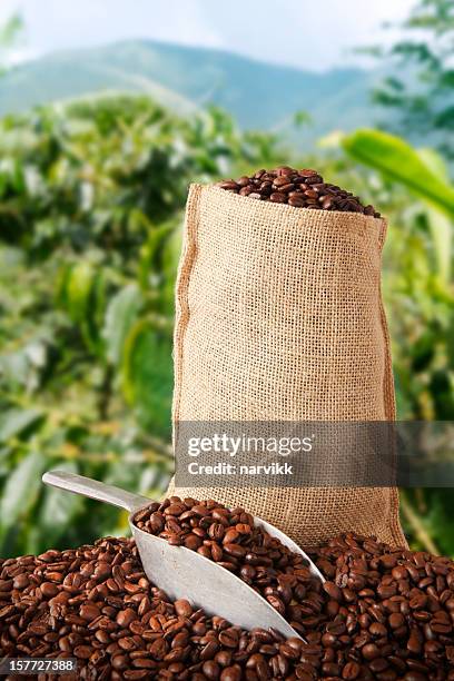 coffee bag and plantation behind - jamaica coffee stock pictures, royalty-free photos & images