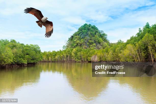 insel langkawi, malaysia - langkawi stock-fotos und bilder