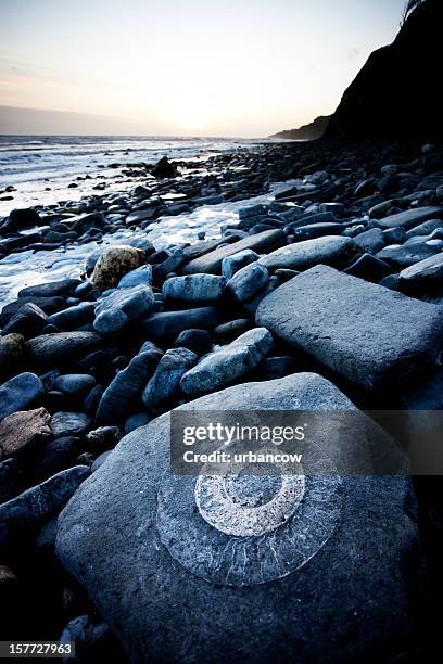 amonite em rock - dorset uk - fotografias e filmes do acervo