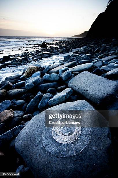 ammonite in rock - jurassic coast world heritage site 個照片及圖片檔