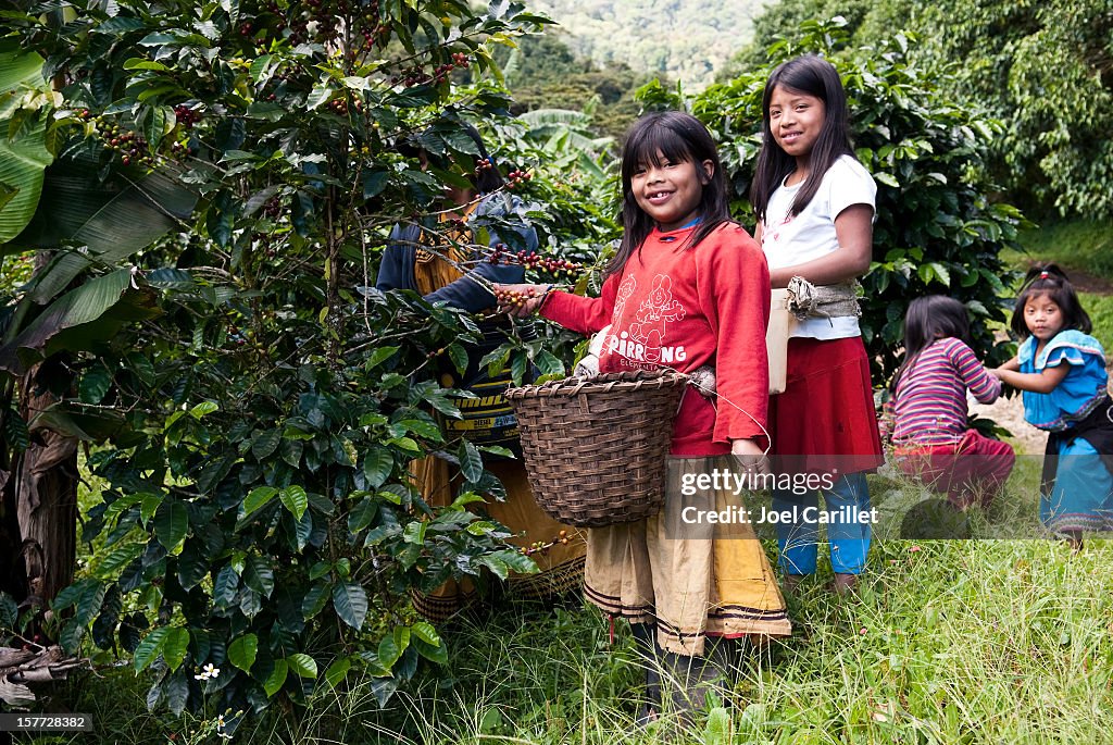 Children harvesting coffee in Central America