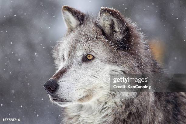 gray wolf im winter - wolf stock-fotos und bilder