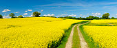 Spring Landscape with Winding Dusty Farm Road Through Canola Fields