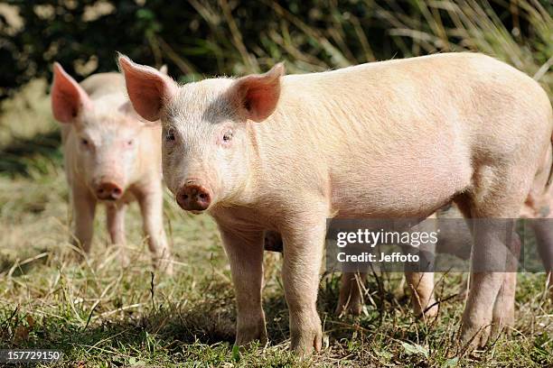 two piglets - pig stock pictures, royalty-free photos & images