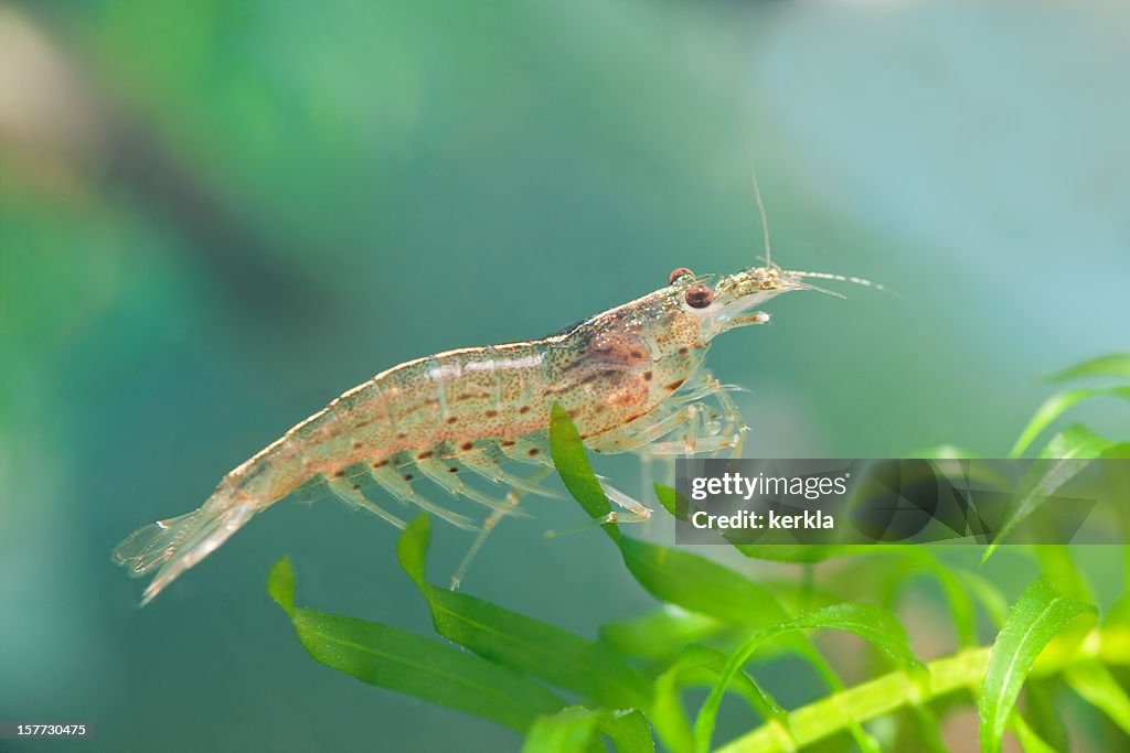 Amano ( Caridina japonica ) dwarf shrimp