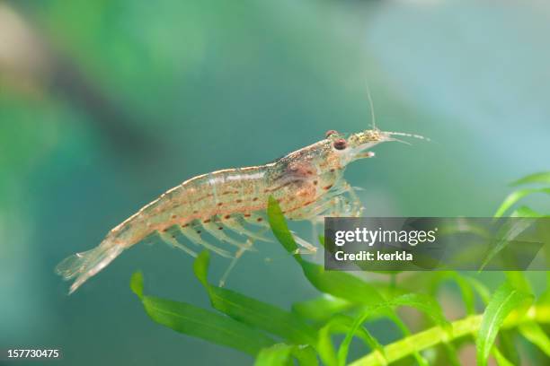 amano ( caridina japonica ) dwarf shrimp - shrimp animal stock pictures, royalty-free photos & images