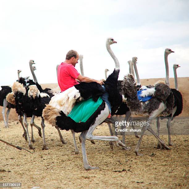 riding a ostrich - ostrich 個照片及圖片檔