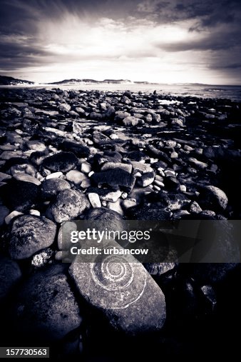 Amine Rocks Ammonite In Rock High-Res Stock Photo - Getty Images