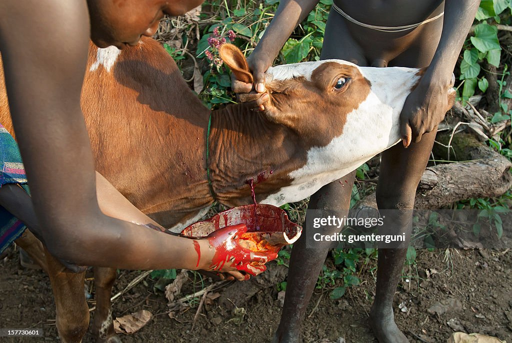 Warriors of the Surma tribe en una sangre beber ritual