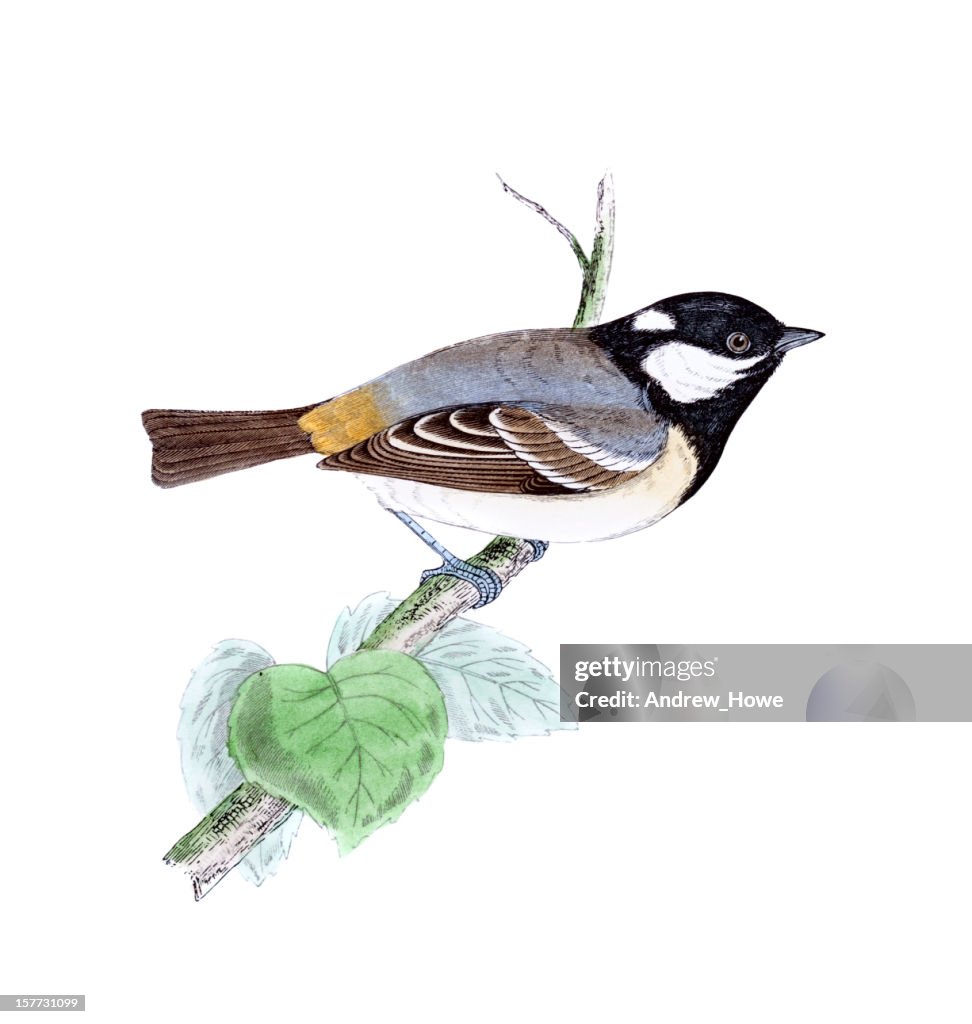 Coal Tit - Hand Coloured Engraving