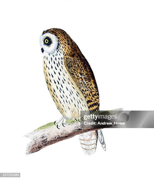 short eared owl - hand coloured engraving - short eared owl stock illustrations