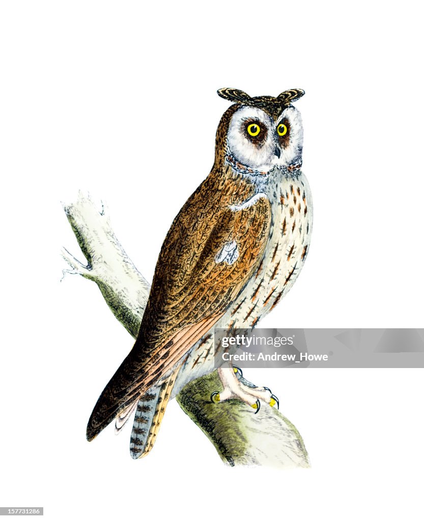 Long Eared Owl - Hand Coloured Engraving
