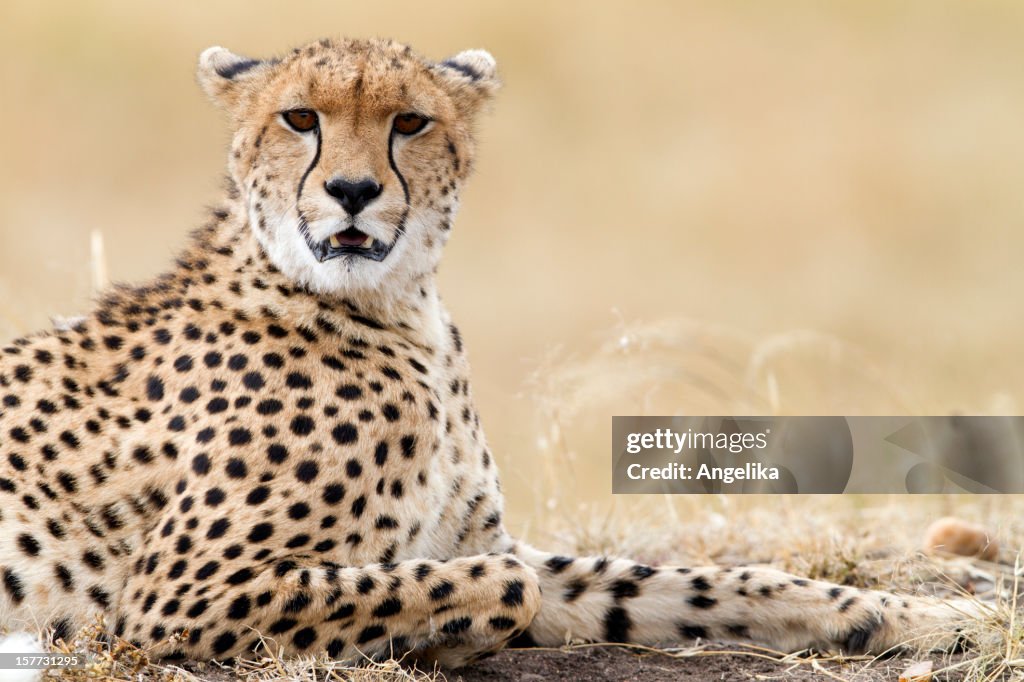 Cheetah resting, Masai Mara Park, Kenya