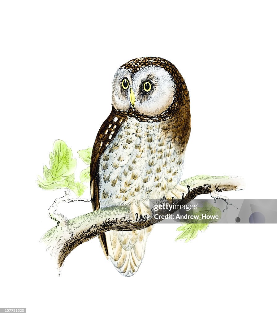 Tengmalm's Owl - Hand Coloured Engraving