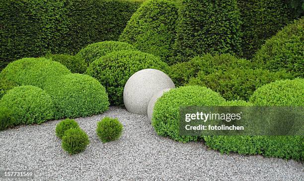 gardendesign con buxus e yew - coniferous tree foto e immagini stock