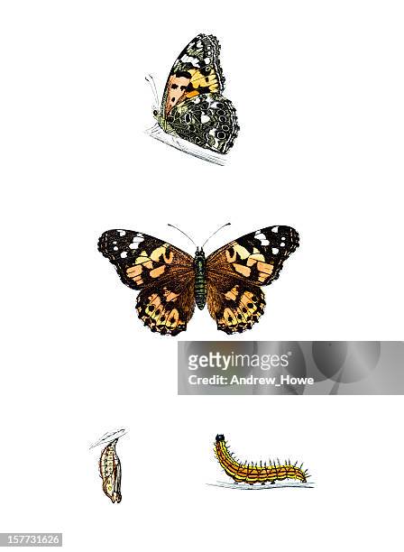 ilustrações de stock, clip art, desenhos animados e ícones de bela-dama-mão colorida gravação - larva