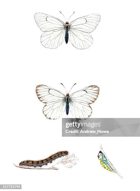 black veined - hand coloured engraving - caterpillar stock illustrations