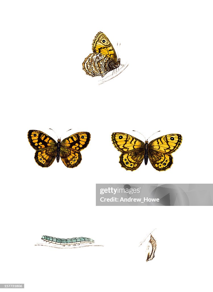 Gatekeeper Hand Coloured Engraving High-Res Vector Graphic - Getty Images