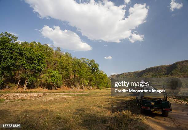 bengal tiger in bandhavgarh np, india - rainforest stock pictures, royalty-free photos & images