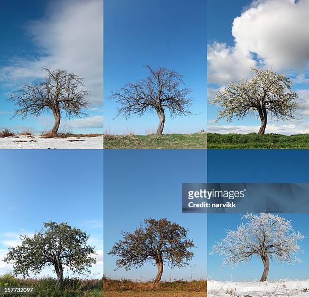 apple tree in various seasons - season 2012 stock pictures, royalty-free photos & images
