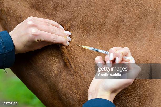 veterinary making injektion - needle plant part 個照片及圖片檔