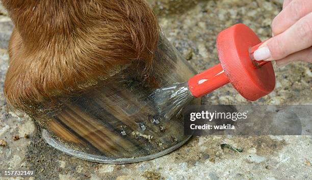 oiling the hoof - horse hoof stock pictures, royalty-free photos & images