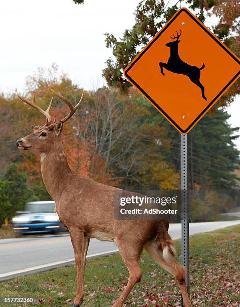 road crossing - deer crossing stock pictures, royalty-free photos & images