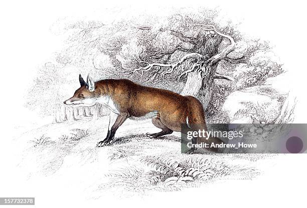 fox - hand coloured engraving - red fox stock illustrations