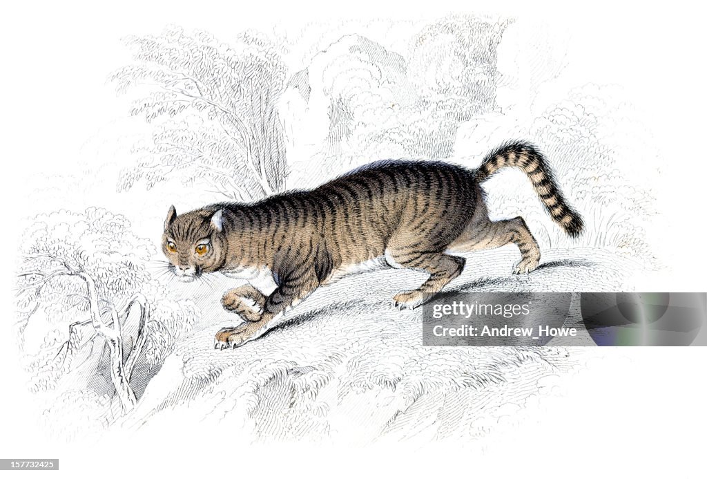Wild Cat - Hand Coloured Engraving