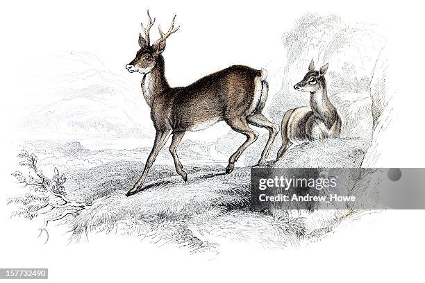 ilustrações, clipart, desenhos animados e ícones de cabrito montês mão colorido entalhes - cervo veado