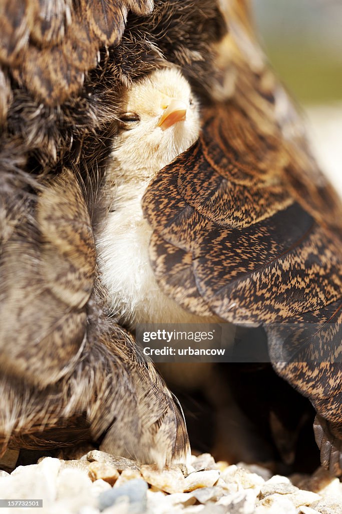 Chick récemment hatched-Proverbe anglais