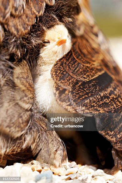 newly hatched chick - hen stock pictures, royalty-free photos & images