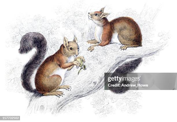 red squirrel - hand coloured engraving - squirrel stock illustrations