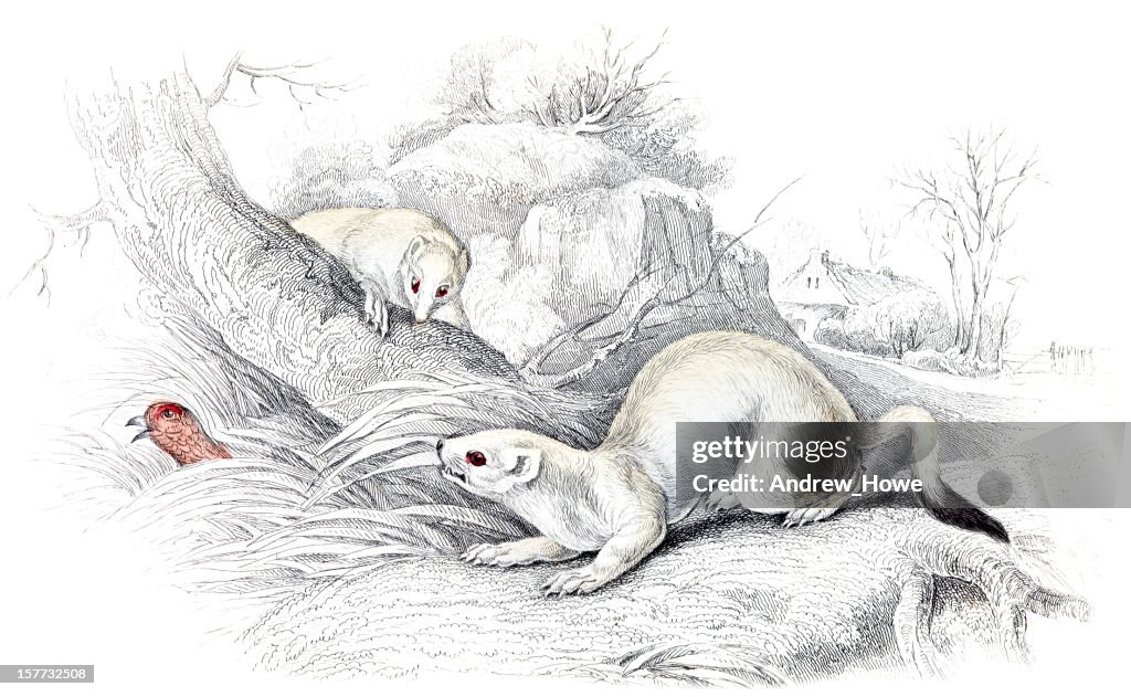 Winter Stoat - Hand Coloured Engraving