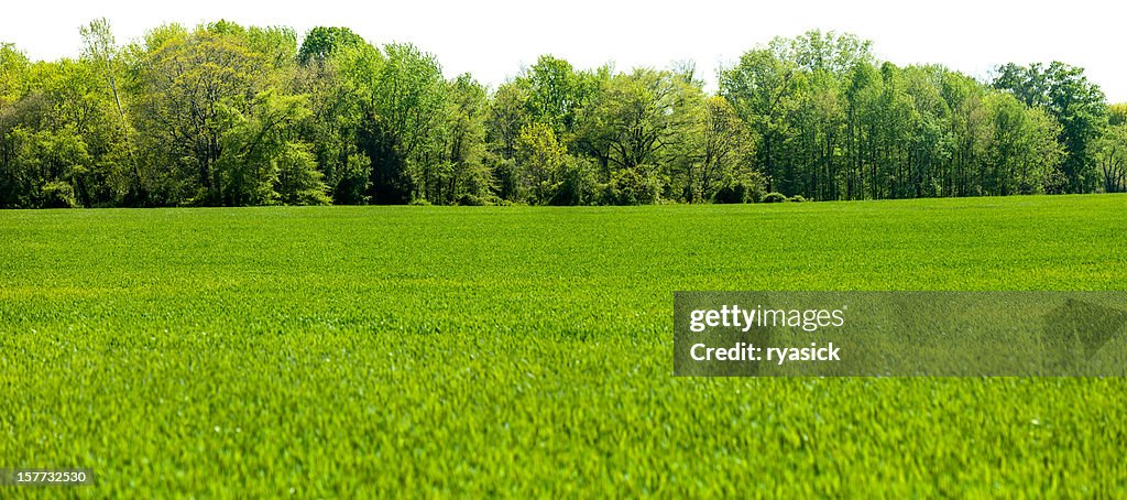 Panoramic Isolated Springtime Tree line with Grass Field Foreground