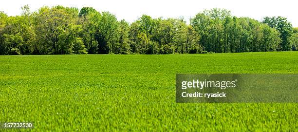 panoramic isolated springtime tree line with grass field foreground - treelined bildbanksfoton och bilder