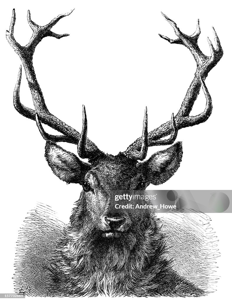 Rothirsch Hirsch Head Gravur