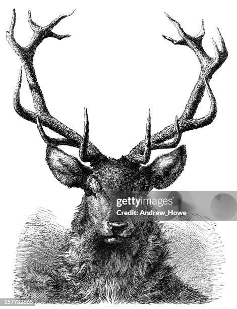 rothirsch hirsch head gravur - antler stock-grafiken, -clipart, -cartoons und -symbole