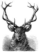 Red Deer Stag Head Engraving